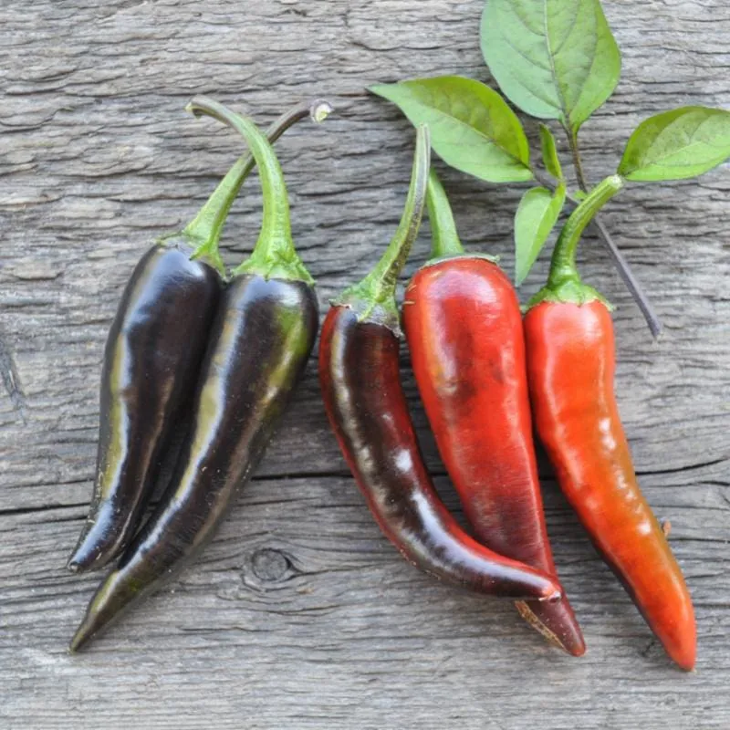 Purple Cayenne Pepper (70 Days)